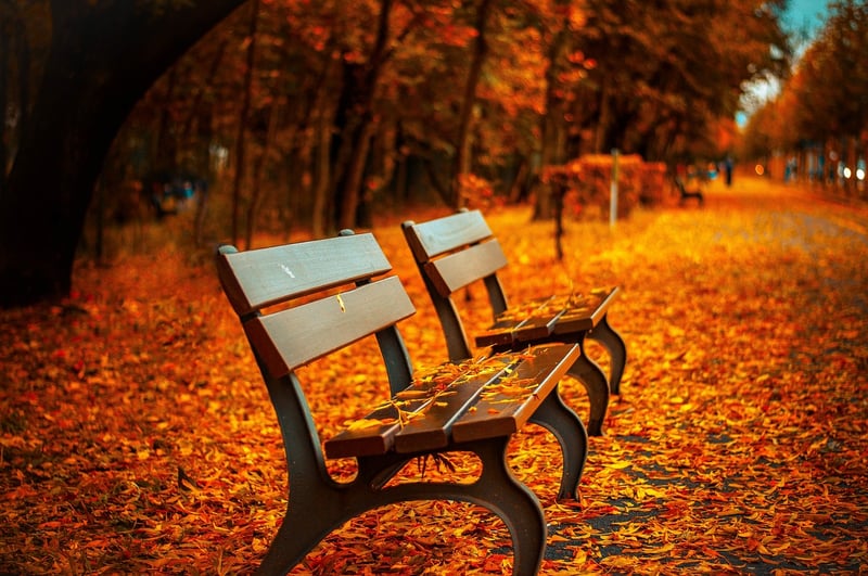 Colorful fall foliage