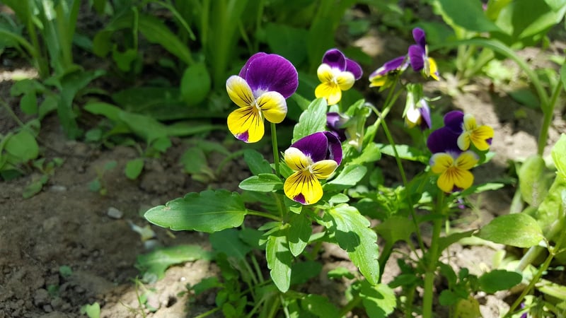 Fall pansies in bloom