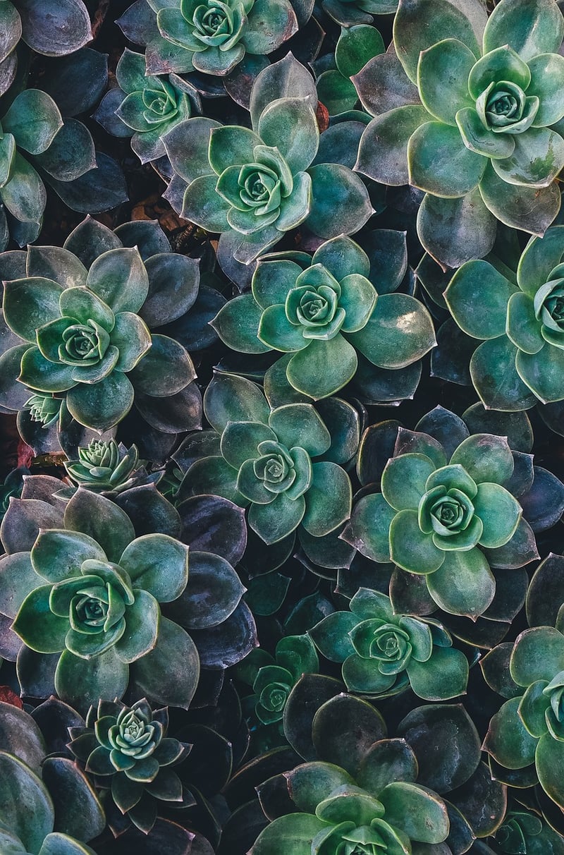 Vertical Garden
